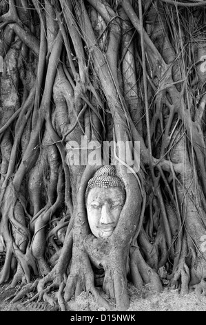 Pietra testa Buddha embedded bodhi albero radici Wat Mahathat tempio Buddista santuario Ayuttahya Thailandia racchiusi circondato banyan Foto Stock