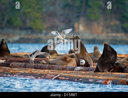 Pacific leoni di mare tirata fuori sul log zattere nel nord-ovest della baia, Nanoose. Isola di Vancouver BC. SCO 8869 Foto Stock