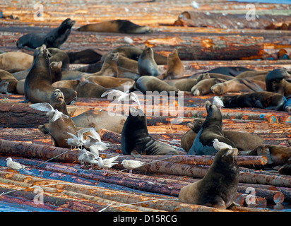 Pacific leoni di mare tirata fuori sul log zattere nel nord-ovest della baia, Nanoose. Isola di Vancouver BC. SCO 8873 Foto Stock