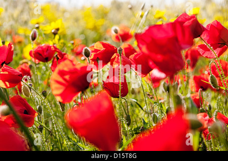 Papaveri rossi sul prato di primavera Foto Stock