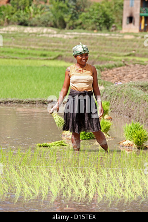 Donna malgascia piantagione di riso nelle risaie nei pressi di Ambositra, Madagascar, Africa. Foto Stock