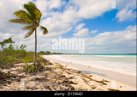 Cayo las Brujas, palme, Santa Clara Provincia, Cuba Foto Stock