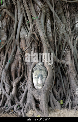 Pietra testa Buddha embedded bodhi albero radici Wat Mahathat tempio Buddista santuario Ayuttahya Thailandia racchiusi circondato Foto Stock