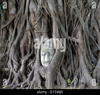 Pietra testa Buddha embedded bodhi albero radici Wat Mahathat tempio Buddista santuario Ayuttahya Thailandia racchiusi circondato Foto Stock
