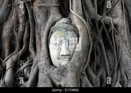 Pietra testa Buddha embedded bodhi albero radici Wat Mahathat tempio Buddista santuario Ayuttahya Thailandia racchiusi circondato Foto Stock
