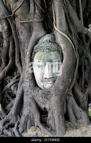 Pietra testa Buddha embedded bodhi albero radici Wat Mahathat tempio Buddista santuario Ayuttahya Thailandia racchiusi circondato banyan Foto Stock