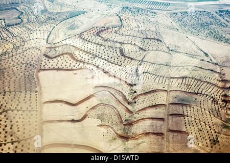 Plantation e campo di olivi in Tunisia Foto Stock