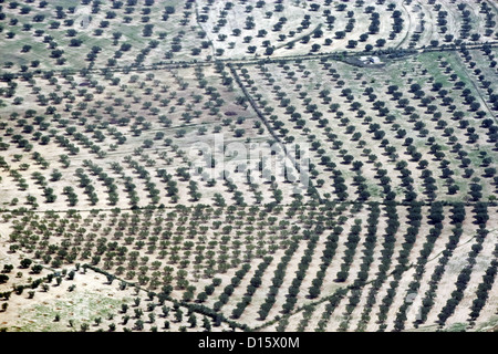 Piantagione di olivi in Tunisia Foto Stock