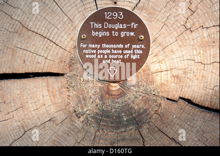 Albero-ring dating su un Douglas-fir. Foto Stock