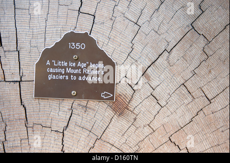 Albero-ring dating su un Douglas-fir. Foto Stock