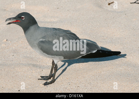 Gabbiano di lava (Leucophaeus fuliginosus) in via di estinzione, Isole Galapagos, Ecuador Foto Stock