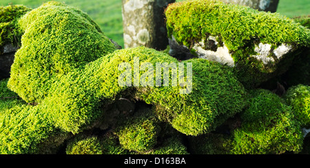Animale-come formazione di muschio su una stalattite parete in Wharfedale, nello Yorkshire, Inghilterra Foto Stock
