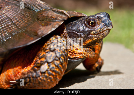 Primo piano di una specie minacciata North American Wood Turtle Foto Stock