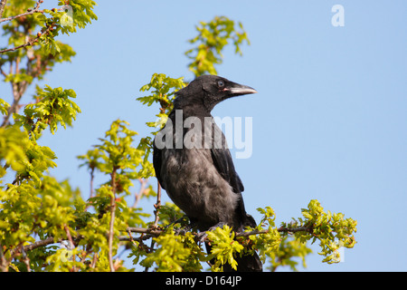 Giovani Carrion Crow (Corvus corone), Inverness, Highlands, Scotland, Regno Unito Foto Stock