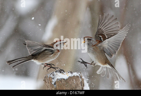 American tree passeri combattimenti in inverno canadese per il cibo. Foto Stock