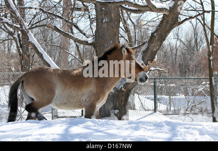 Di Przewalski cavallo selvatico della Mongolia (Equus ferus przewalskii) in inverno. Foto Stock