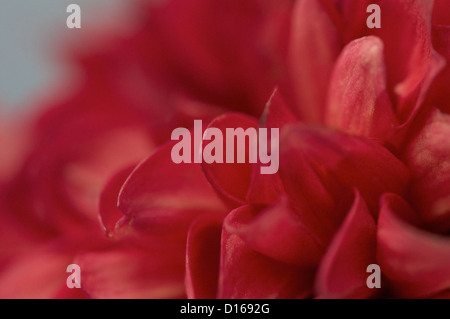 Abstract red dahlia close up assomiglia a fuoco Foto Stock