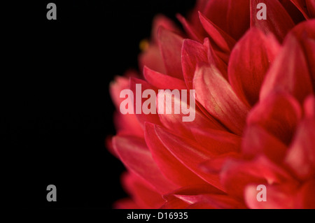 Abstract red dahlia close up assomiglia a fuoco Foto Stock