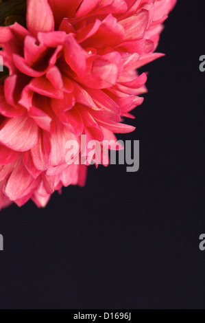 Abstract red dahlia close up assomiglia a fuoco Foto Stock