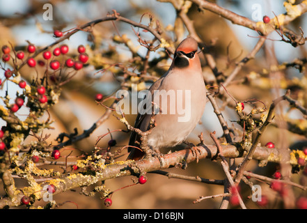 Waxwing Bombycilla garrulus appollaiato sulla boccola di biancospino Foto Stock