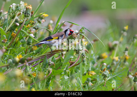 Cardellino europeo (Carduelis carduelis) alimentazione sui semi di tarassaco. Europa Foto Stock