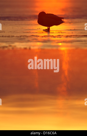 Appoggio il germano reale (Anas platyrhynchos) su ghiaccio al tramonto, Europa Foto Stock