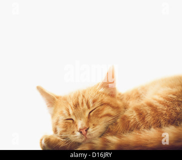 Tranquillo orange tabby cucciolo maschio avvolto a ricciolo sleeping Foto Stock