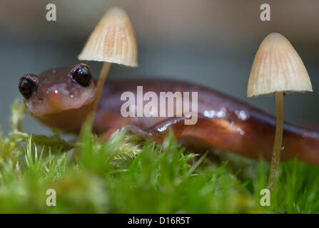 Elkton, Oregon, USA. Dicembre 9, 2012. Un Oregon Ensatina salamander esamina su un muschio e i funghi coperti log in un umido area boschiva vicino a Elkton, Oregon, Stati Uniti d'America. Ensatina salamandre sono lungless e respirate attraverso la loro pelle. (Immagine di credito: credito: Robin Loznak/ZUMAPRESS.com/Alamy Live News) Foto Stock