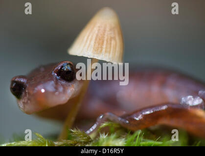 Elkton, Oregon, USA. Dicembre 9, 2012. Un Oregon Ensatina salamander esamina su un muschio e i funghi coperti log in un umido area boschiva vicino a Elkton, Oregon, Stati Uniti d'America. Ensatina salamandre sono lungless e respirate attraverso la loro pelle. (Immagine di credito: credito: Robin Loznak/ZUMAPRESS.com/Alamy Live News) Foto Stock