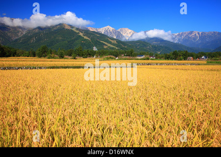Campo di riso con le montagne e il cielo blu in background in Hakuba, Prefettura di Nagano Foto Stock