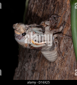 Australian Cicala - Thopa saccata - che emerge dal suo guscio beetle sul tronco di un albero di gomma durante la metamorfosi Foto Stock