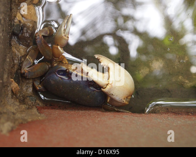 Un interessante granchio Foto Stock