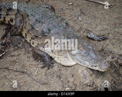 Una chiusura di un coccodrillo Foto Stock
