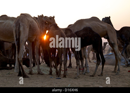 Tramonto a Pushkar la più grande fiera di cammelli nel mondo, India Foto Stock
