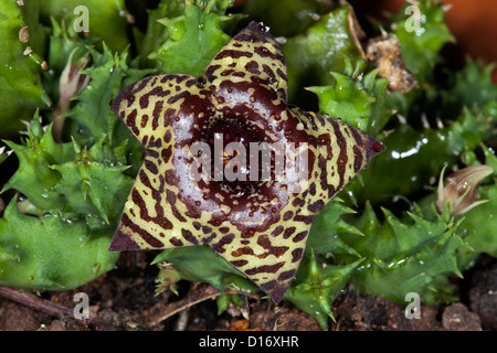 A forma di stella di colore marrone e giallo fiore di Huernia zebrina - piante succulente Foto Stock