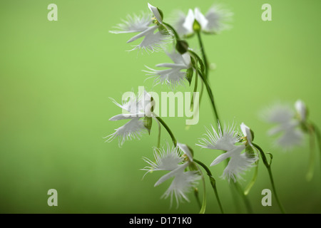 Close up di frange di fiori di orchidea Foto Stock