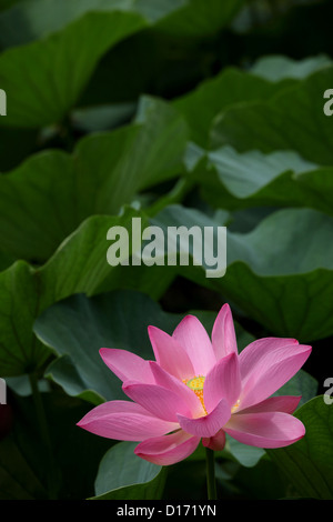Chiusura del fiore di loto Foto Stock