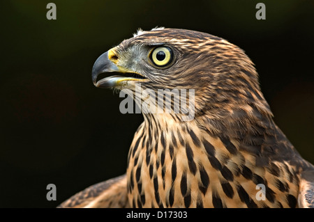 Habicht (Accipiter gentilis) Astore • Baden-Wuerttemberg; Deutschland Foto Stock