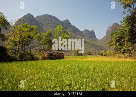 I campi di riso, alcune pronte per essere raccolte nella campagna fuori Yangshuo in Guangxi Regione autonoma, Cina Foto Stock