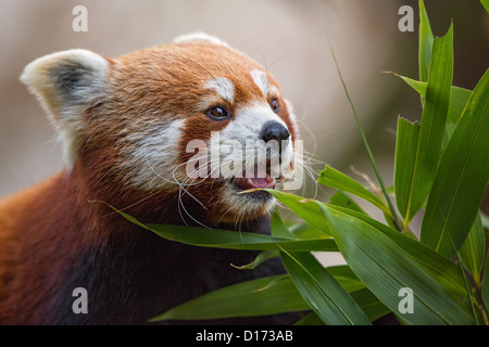 Close-up di un panda rosso (Ailurus fulgens) alimentazione. Animali in cattività in uno zoo. Foto Stock