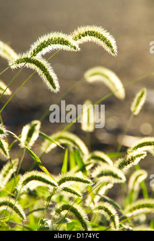 Coda di volpe verde Foto Stock