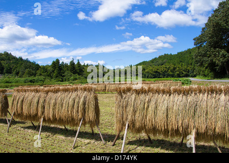 Riso di essiccazione delle orecchie e cielo blu con nuvole a Yamagata, Prefettura di Gifu Foto Stock