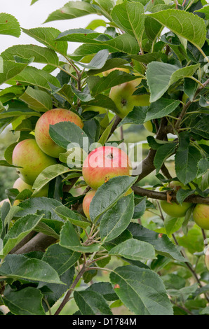 Apple Crimson Bramley in Helmsley Walled Garden Foto Stock