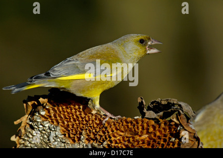 Grünfink, (Carduelis chloris) Verdone • Baden-Wuerttemberg, Deutschland Foto Stock