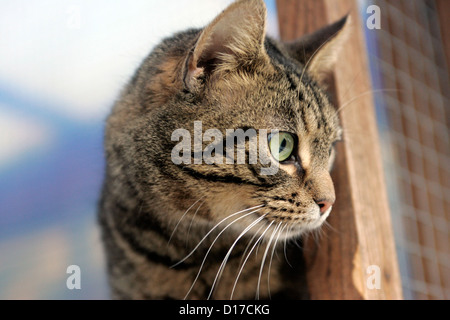 Cat tabby occhi strisce marcature curioso Foto Stock