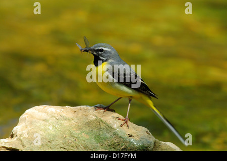 Gebirgsstelze, Maennchen (Motacilla cinerea) grigio Wagtail, maschio • Baden-Wuerttemberg Deutschland Foto Stock