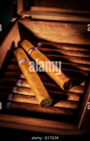 Close up di sigari in open humidor box Foto Stock