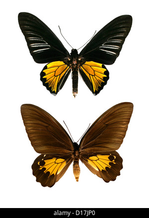 Comune di Papilionidae farfalle, Troides helena cerberus, Papilionidae, Lepidotteri. India e Asia. Maschio (parte superiore), femmina (fondo). Foto Stock