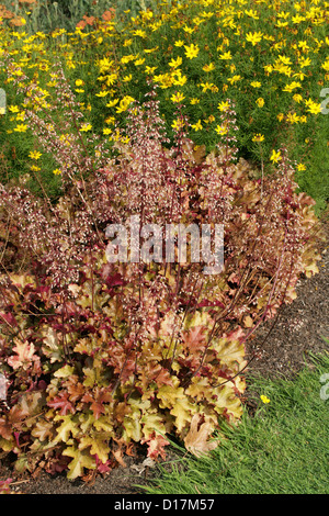 Le campane di corallo, marmellate di campane di corallo, Heuchera "marmellata", Saxifragaceae. Foto Stock