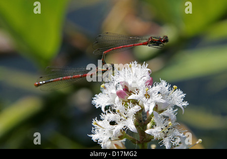 Grandi Rossi, Damselflies Pyrrhosoma nymphula, Coenagrionidae, Zygoptera, odonati. Coniugata coppia su Bogbean fiore. Foto Stock